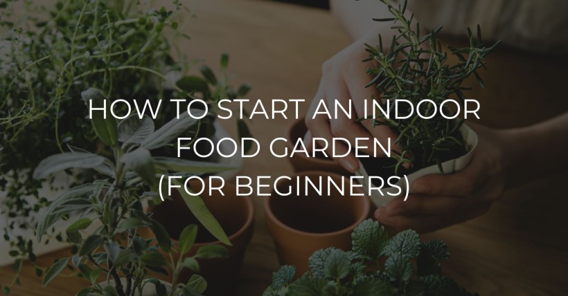 How to Start an Indoor Food Garden (for Beginners)